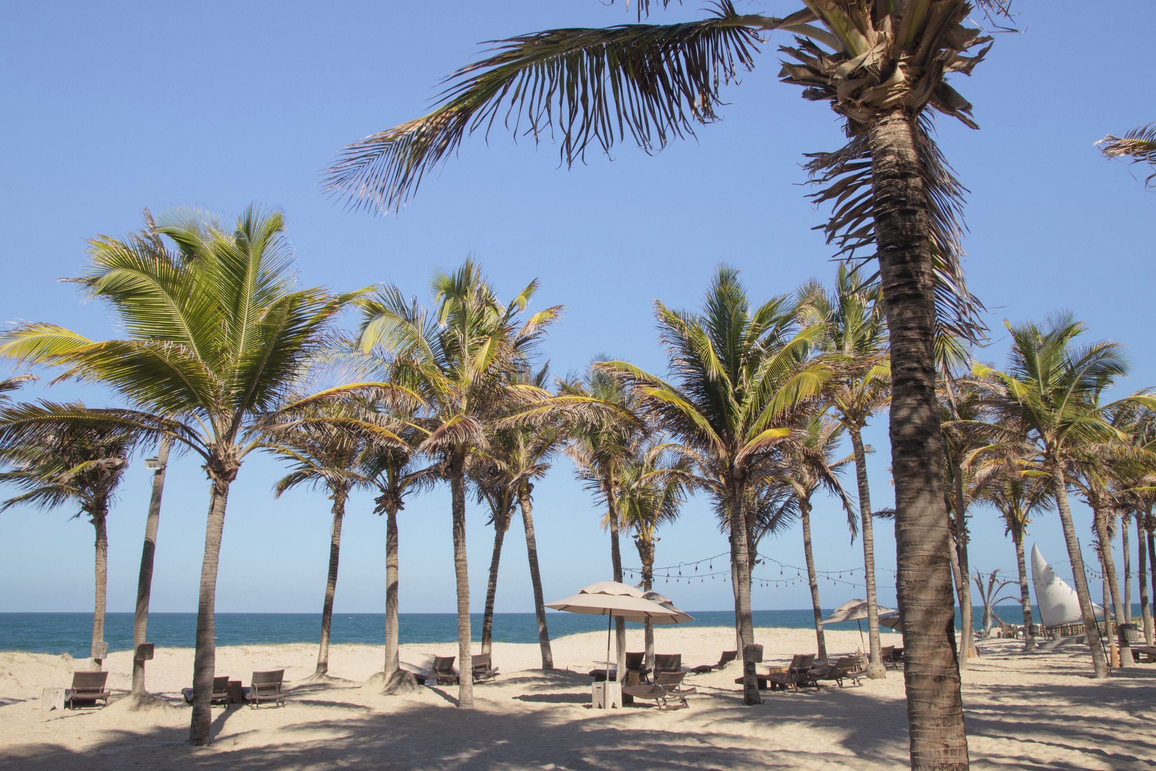 A beach with palm trees, beach chairs, and umbrellas.