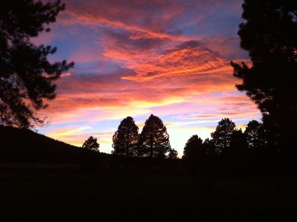 A silhouette of trees against a sunset sky.