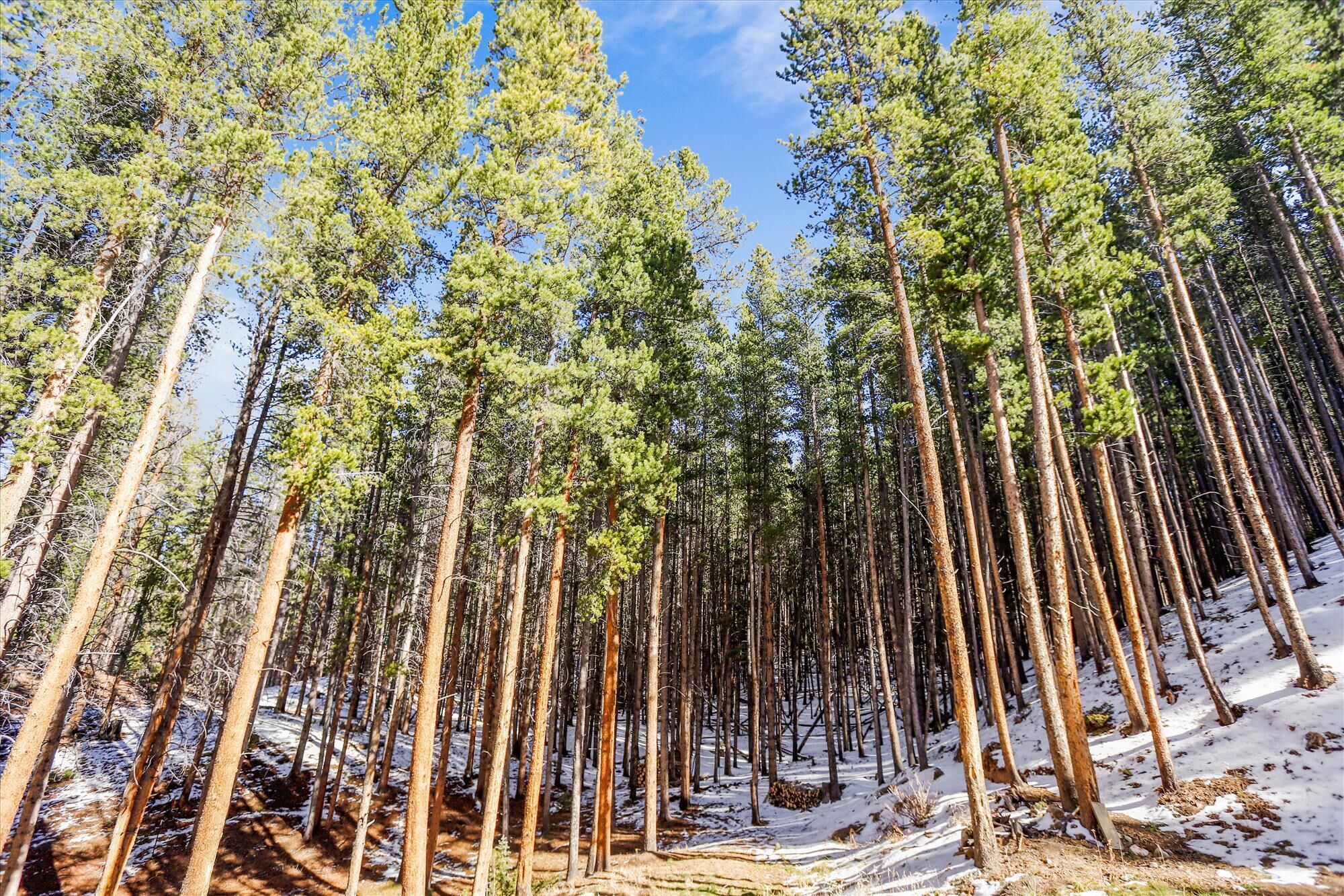 Un bosque denso de altos pinos cubiertos de nieve.