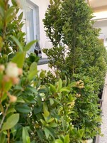 Deluxe Δίκλινο Δωμάτιο (Double ή Twin) (101) | Βεράντα/αίθριο