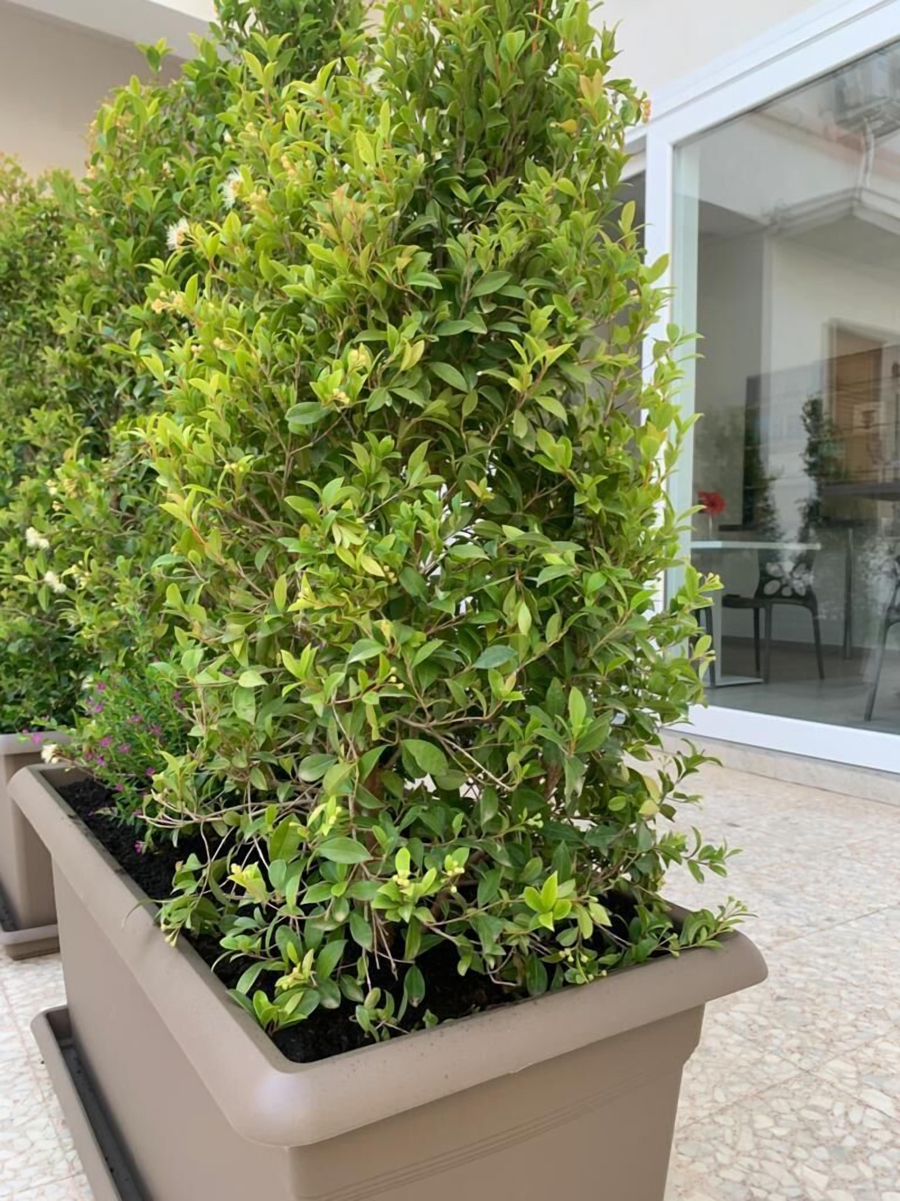 Foto - Thalya Luxury Rooms