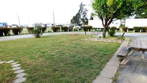 A grassy area with stepping stones, a picnic table, and a tree. - American Star Inn (Munday)