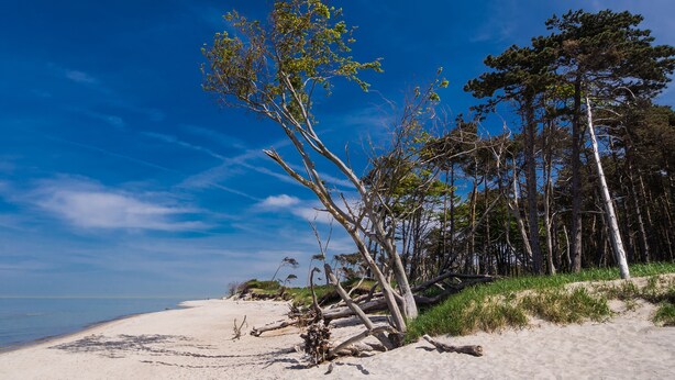 A beach with white sand, a fallen tree, and a forest in the background. - Schwedenglück Prerow (Ostseebad Prerow)