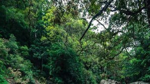 Hiking - Whispering Woods (Wadawalakanda)