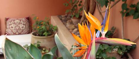 Una flor de ave del paraíso en un jardín con una planta en maceta y un cojín en un banco.