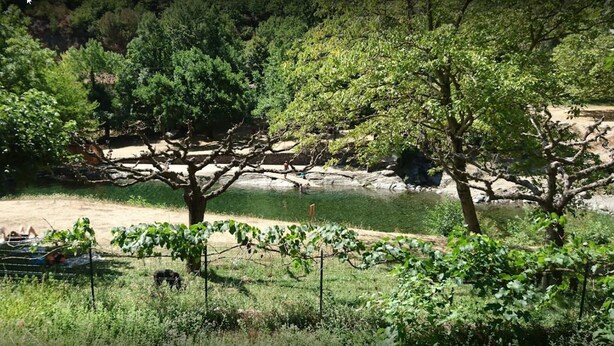 Viñedo con hileras de vid y árboles al fondo.
