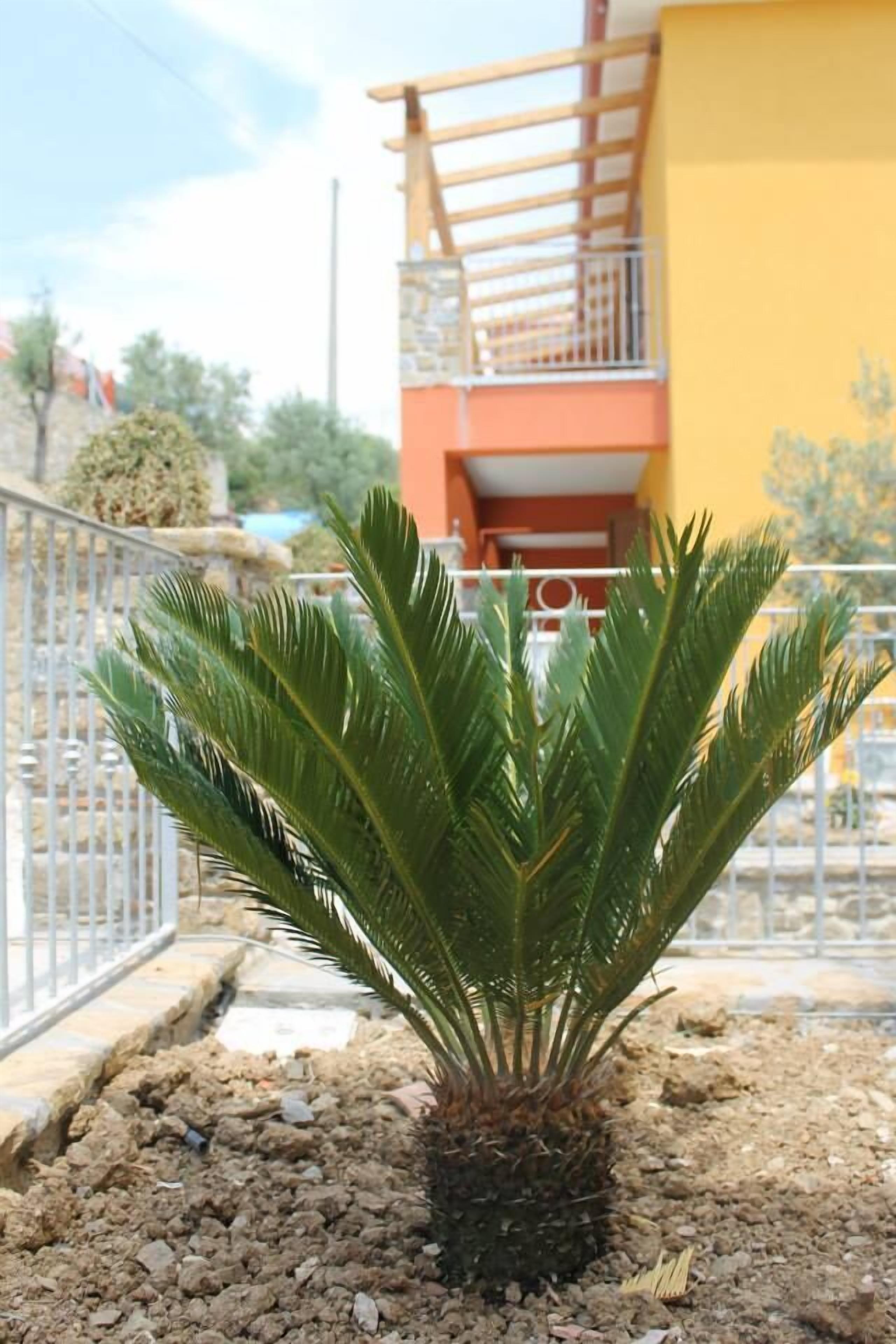 A small palm plant in a planter with a gravel base, a metal fence, and a yellow building with a balcony in the background.