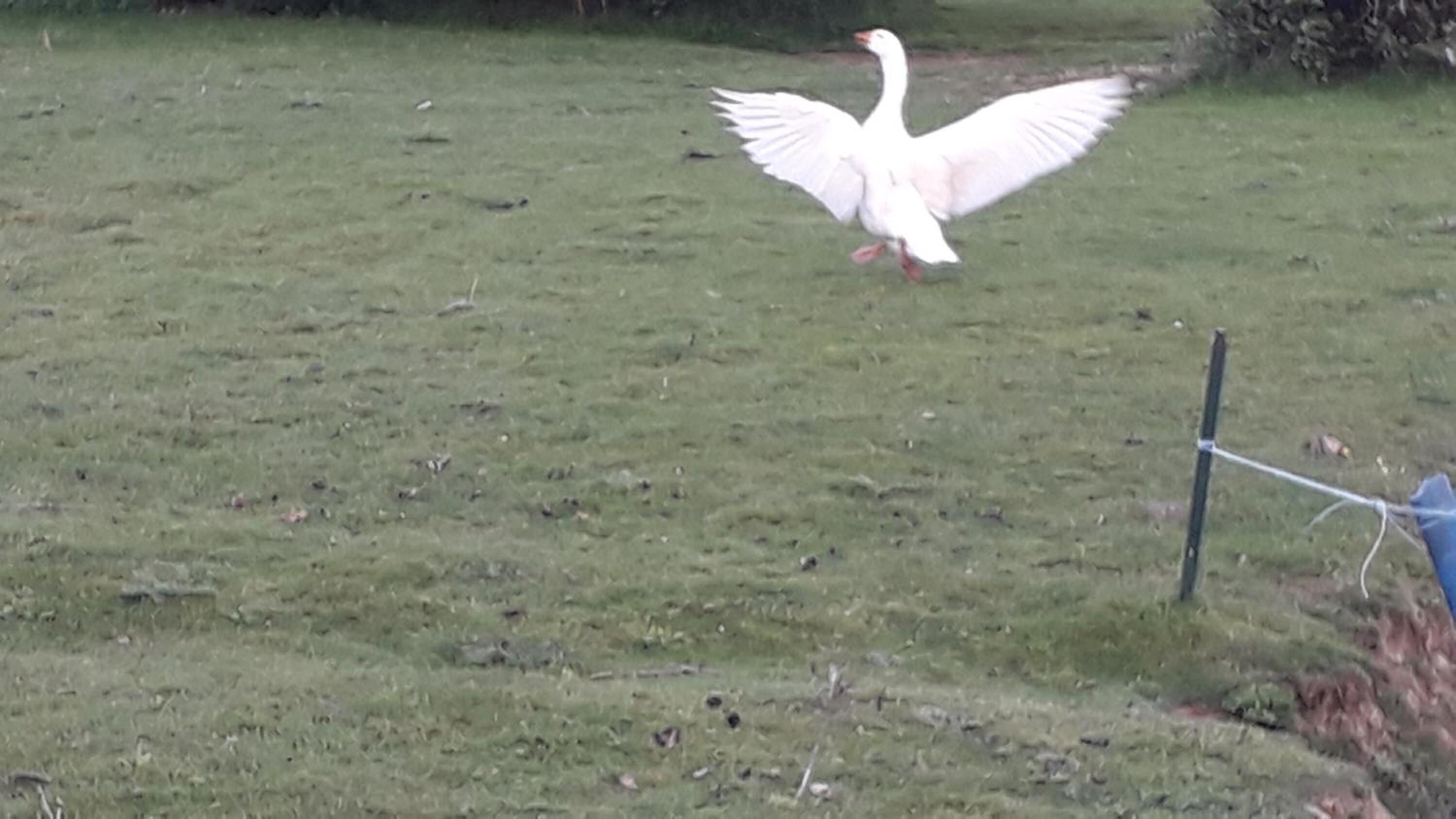 Un ave blanca, posiblemente un ganso, volando sobre un campo cubierto de hierba con una cerca al frente.