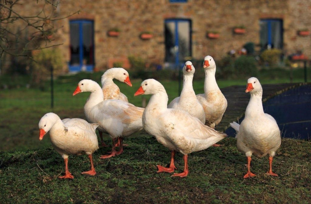 Animaux de compagnie acceptés