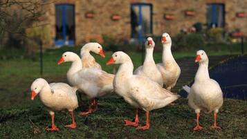 Animaux de compagnie acceptés