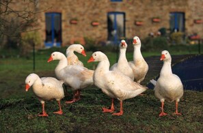 Pet-friendly - Chambre d'hote la Boulière (Martigne-Ferchaud)