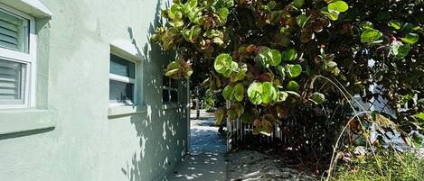 A narrow pathway flanked by a building with a light green exterior and a bush with green and reddish leaves.
