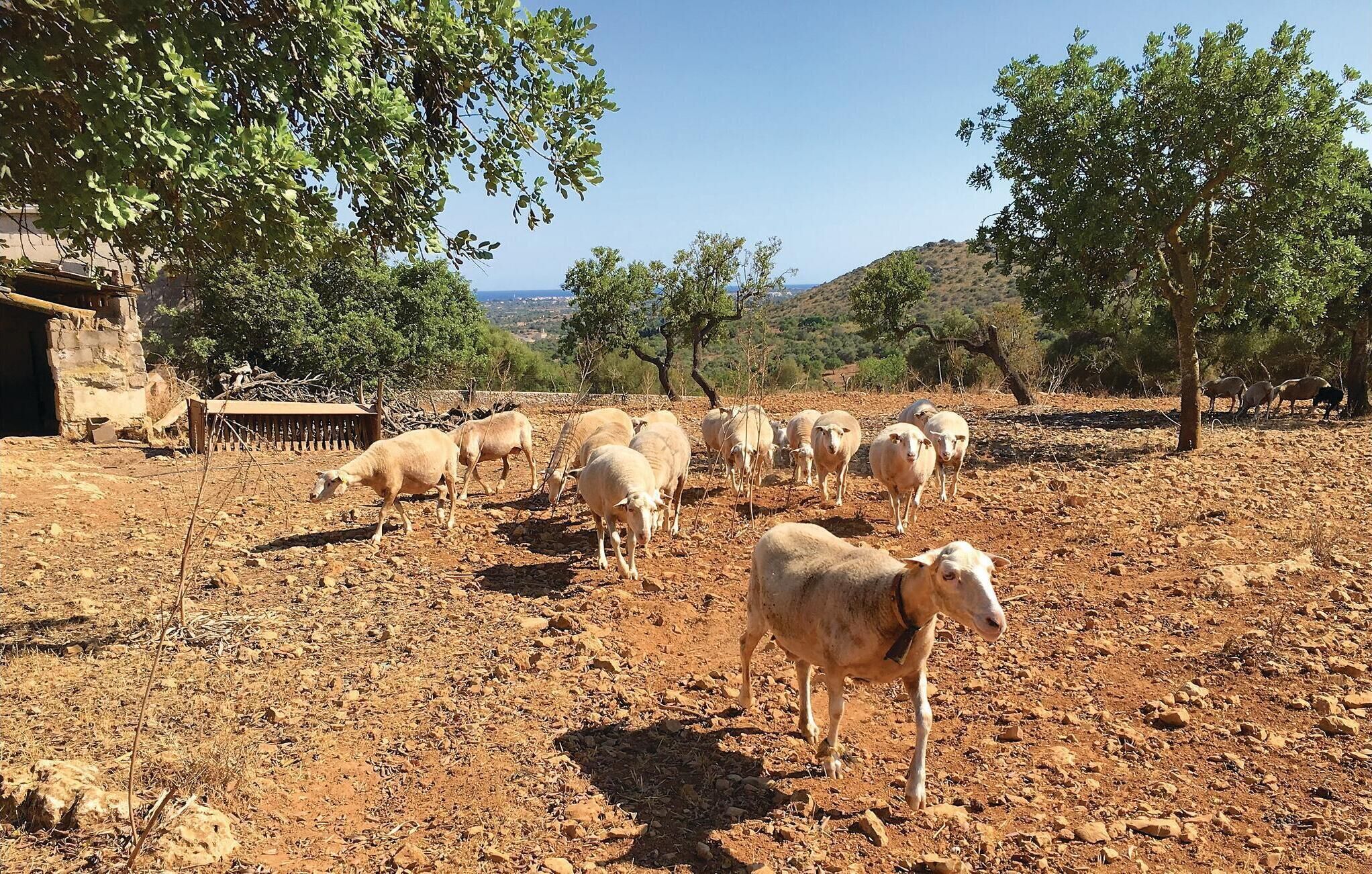 Un paysage rural avec un troupeau de moutons qui paît dans un champ aride et rocailleux.