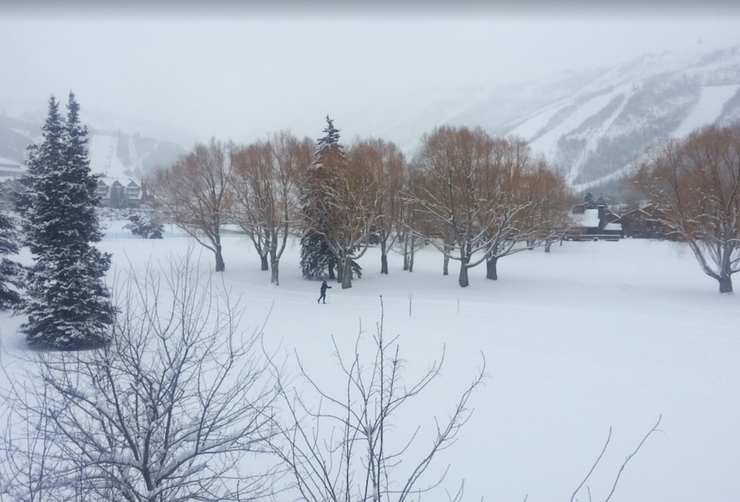 A snowy landscape with bare trees and a person skiing.