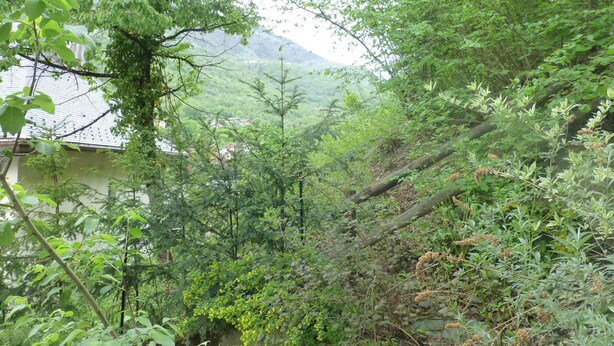 Ein üppiger, grüner Hang mit dichter Vegetation und einem Gebäude mit Ziegeldach im Hintergrund.