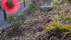 Un sentier de jardin bordé de différentes plantes et de rochers, menant à un bâtiment doté d’un toit en pente.