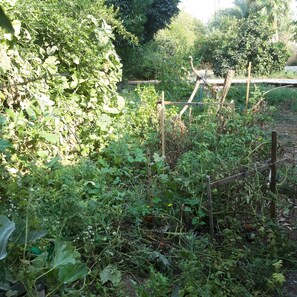 Property grounds - Beautiful Quiet Bungalow in country cente (Mishmar Ashiva)