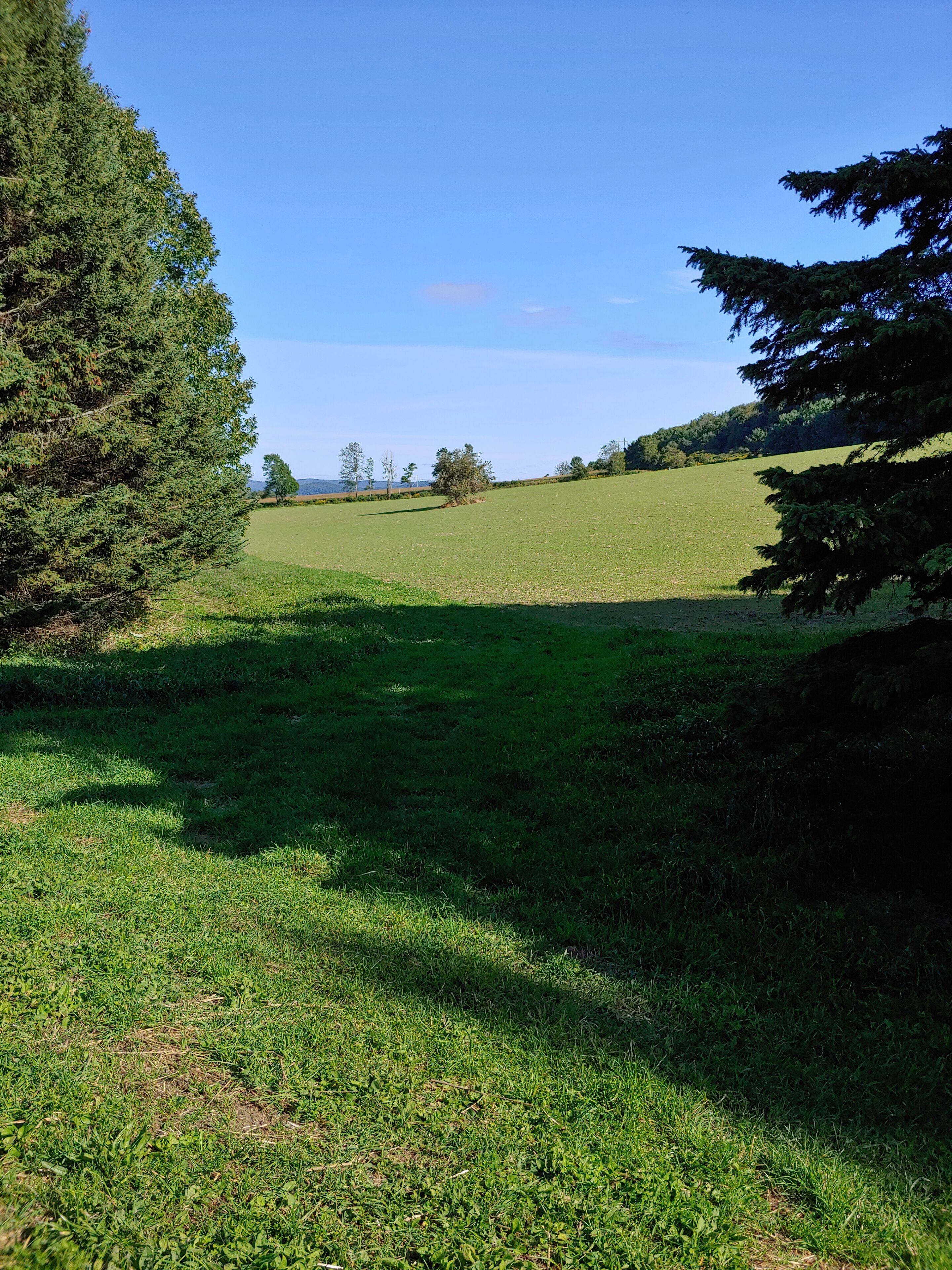 A grassy field with trees and a clear sky.