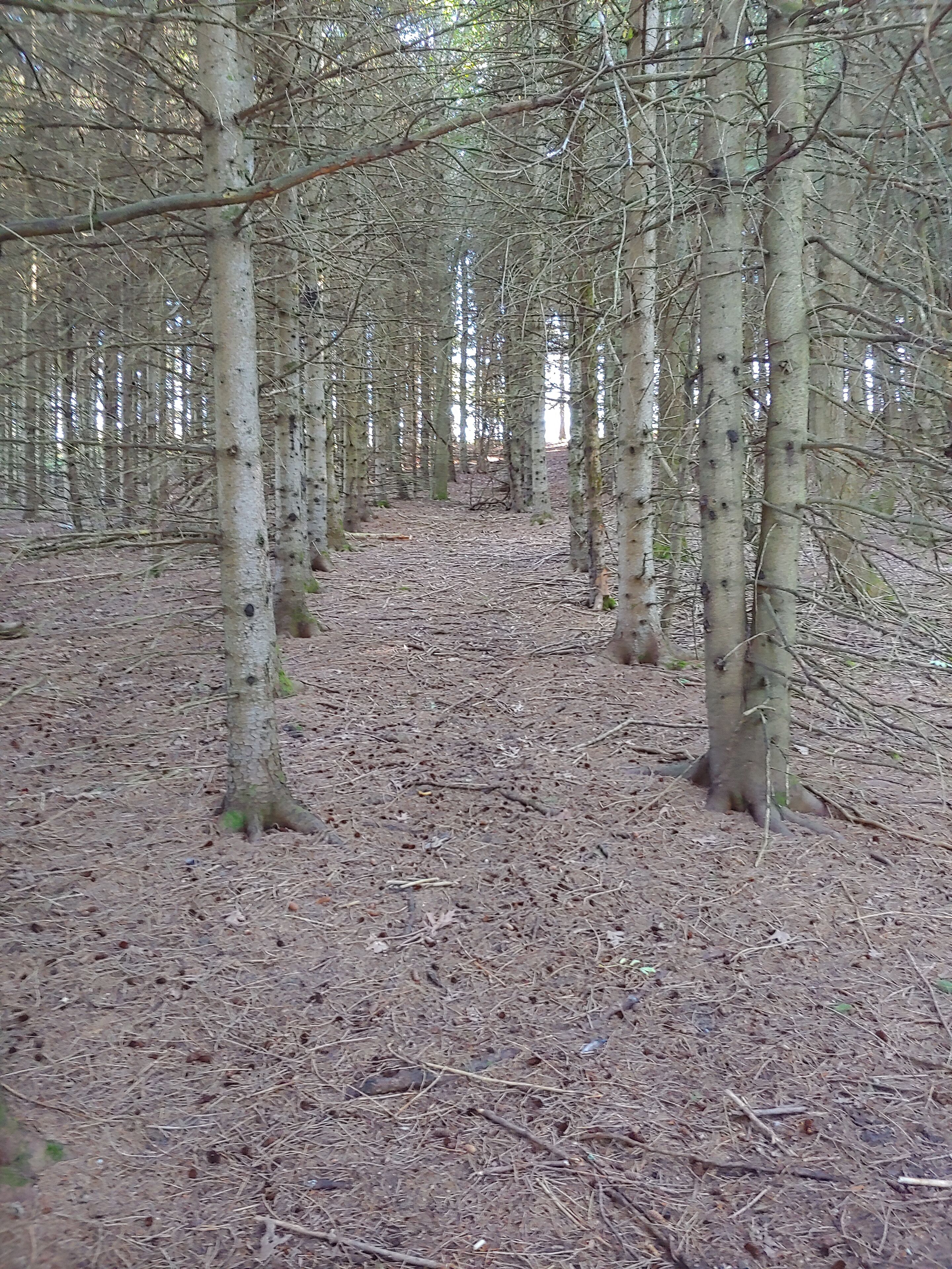 A forest with tall trees and a ground covered in dry leaves.