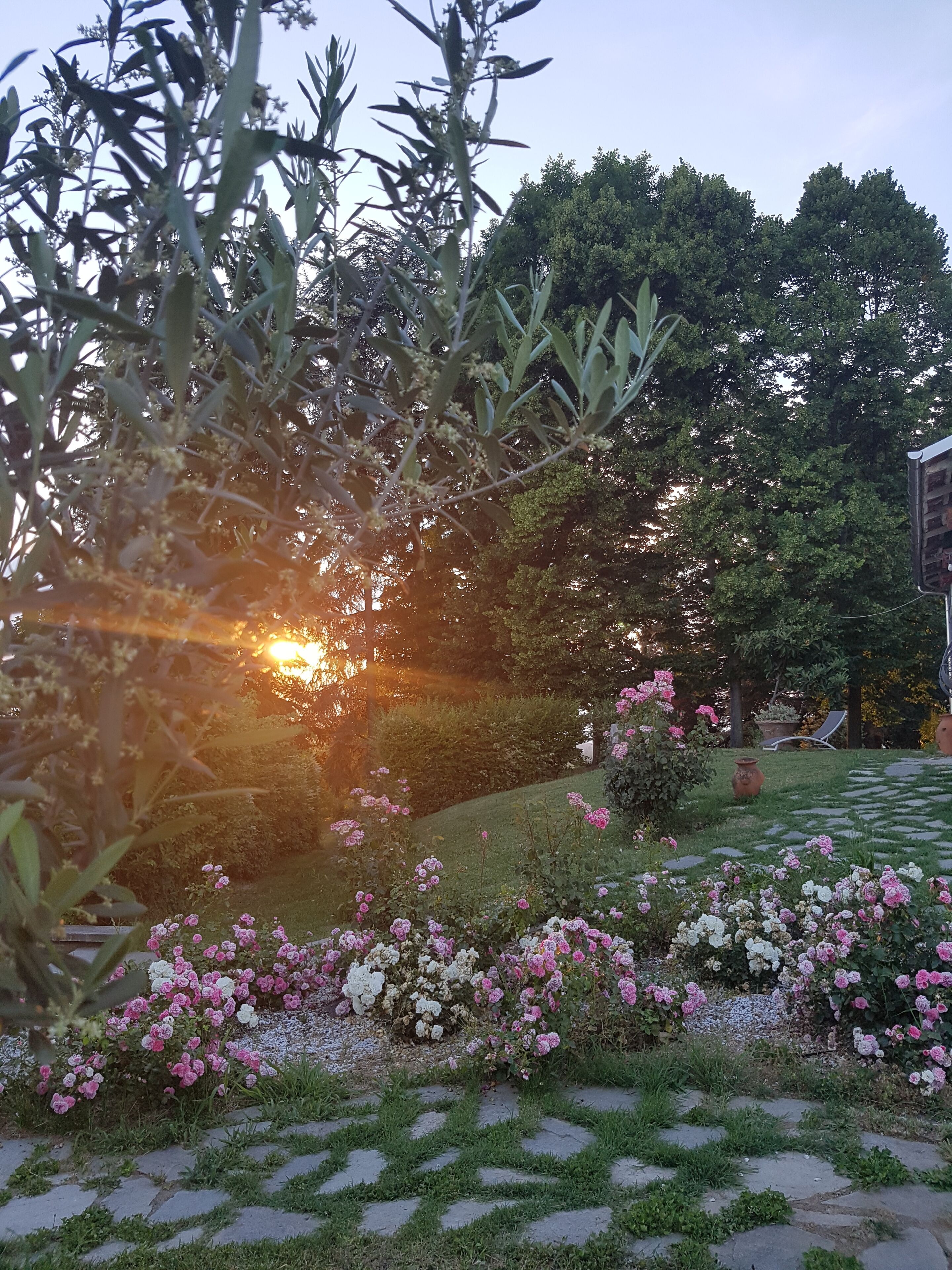 A garden with a stone pathway, flowering plants, and trees.