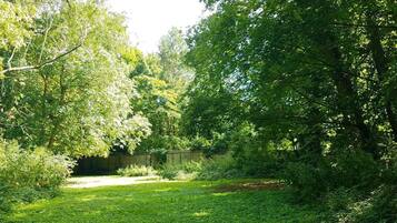 A natural outdoor area with a grassy field, trees, and a cat walking.