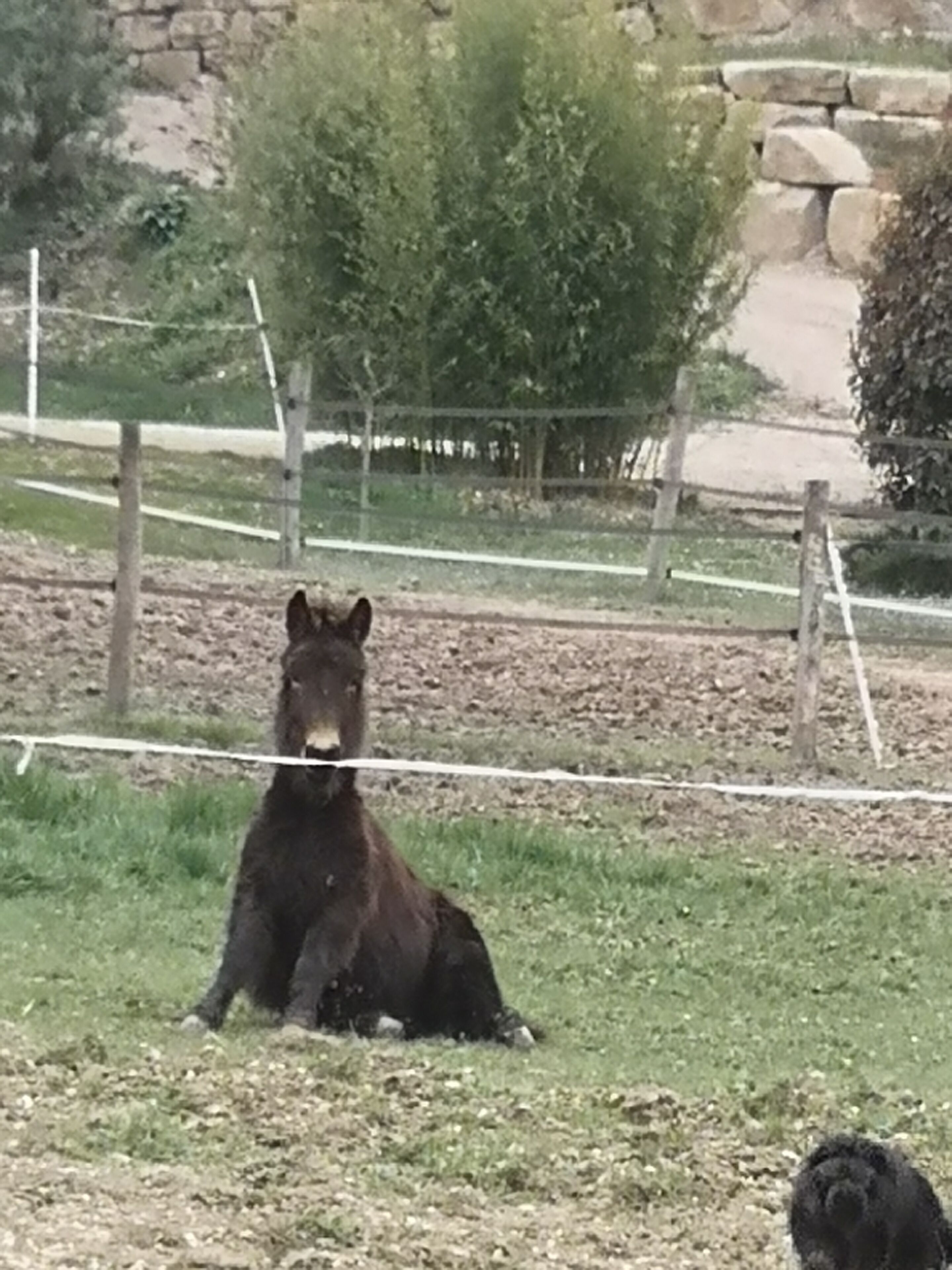 Ein Bär sitzt in einer grasbewachsenen Anlage mit einer Steinmauer und einem Zaun im Hintergrund.