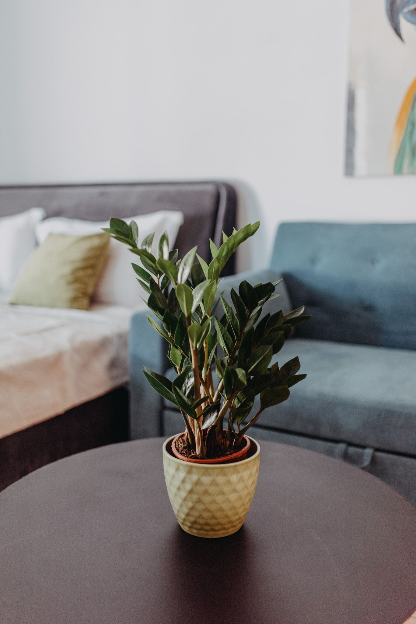 En potteplante på et rundt bord i et rum med en seng og en sofa i baggrunden.