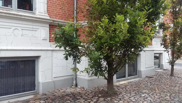 A tree in front of a building with a brick facade and white trim. - Thorsgade 1A (Odense)
