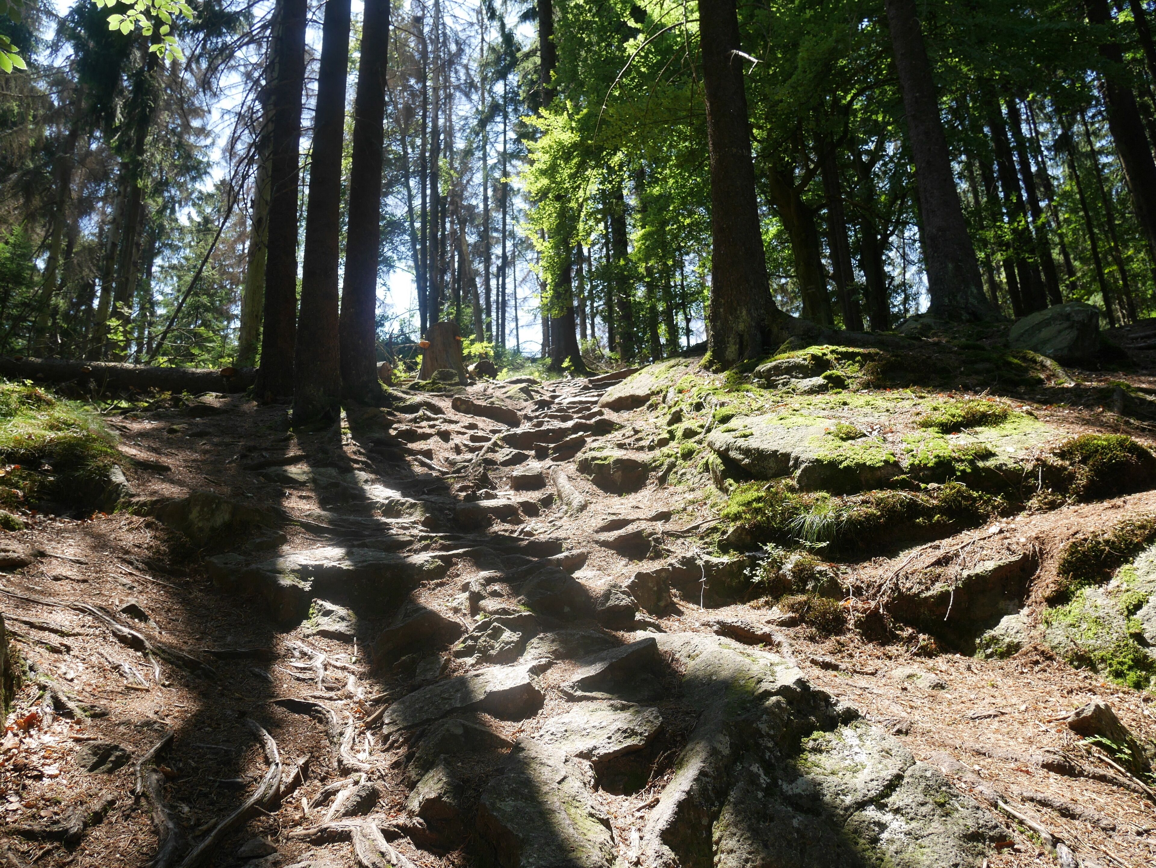 A forest trail with a mix of sunlight and shade, surrounded by tall trees and rocky terrain.