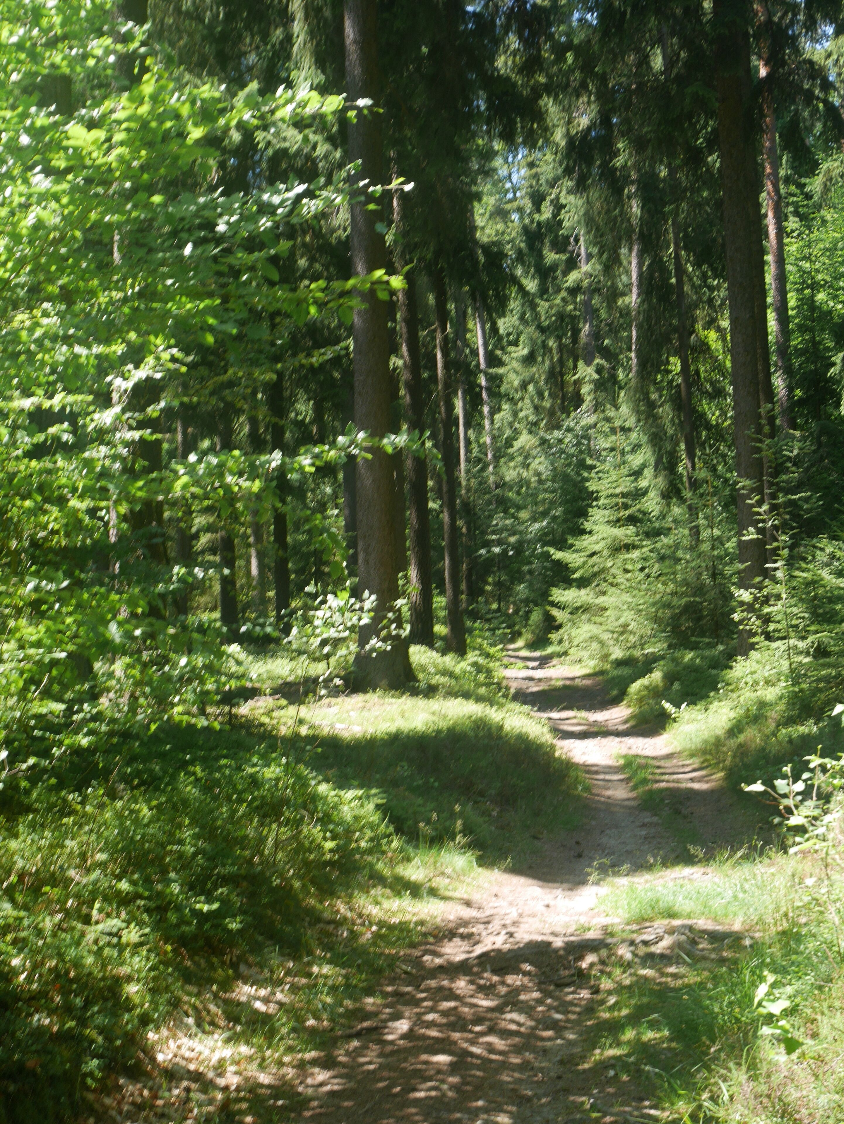 Un sendero en el bosque rodeado de árboles altos y abundante vegetación.