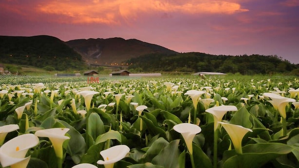 A field of white calla lilies with a mountainous backdrop and a sunset sky. - Water Ab (Taipei)