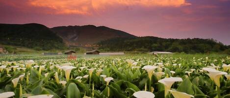 1 habitación, decoración personalizada, muebles diferentes y escritorio