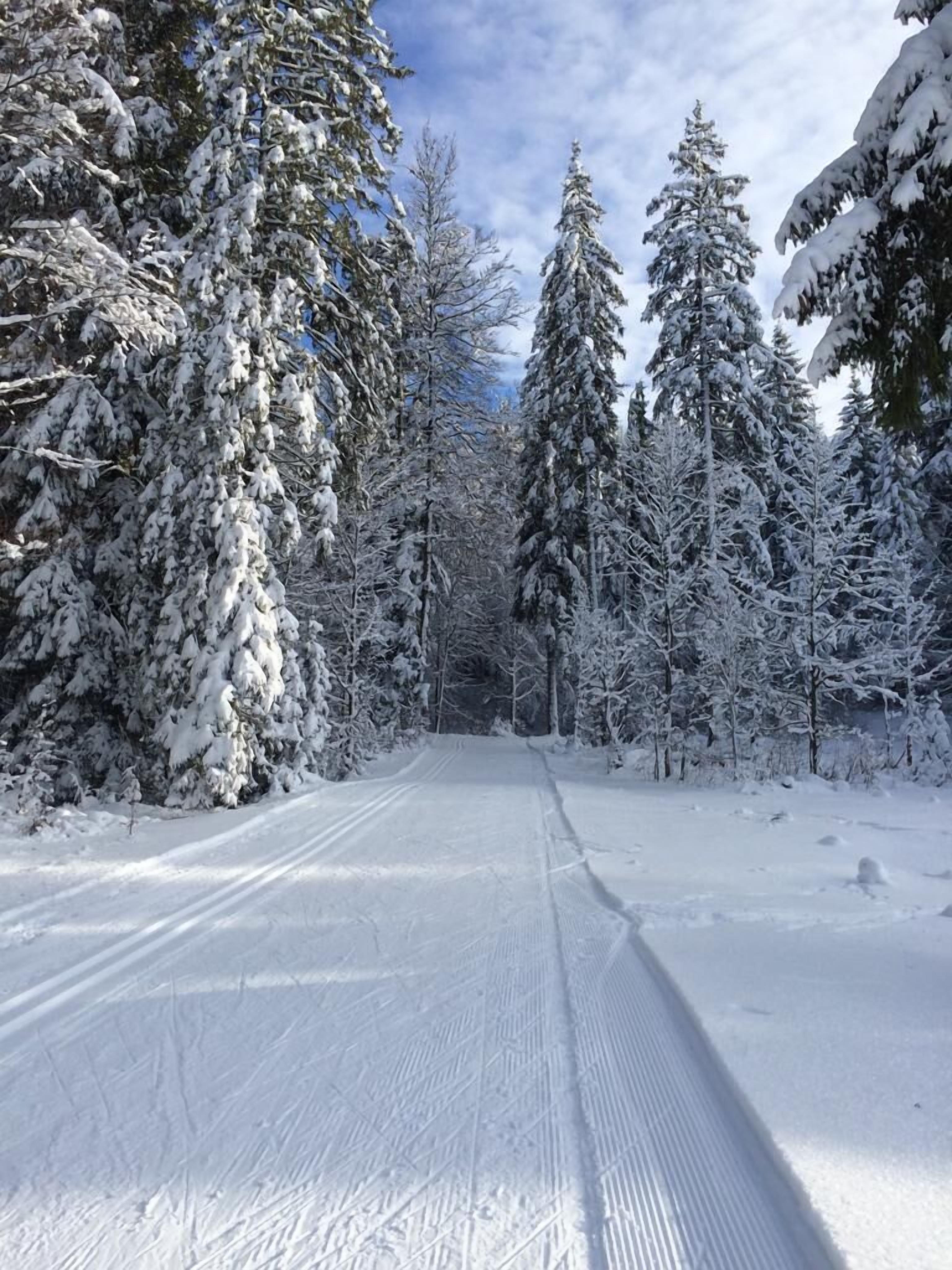 Une route forestière enneigée, bordée de chaque côté d’arbres couverts de neige.