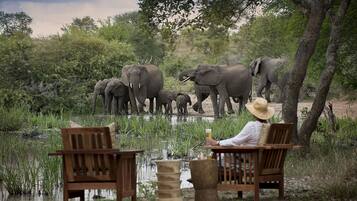 A person sitting on a wooden bench by a water body, observing elephants in the background.