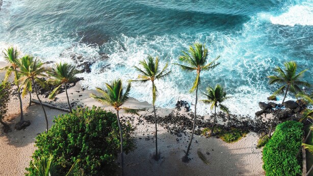 Una playa con palmeras y olas.