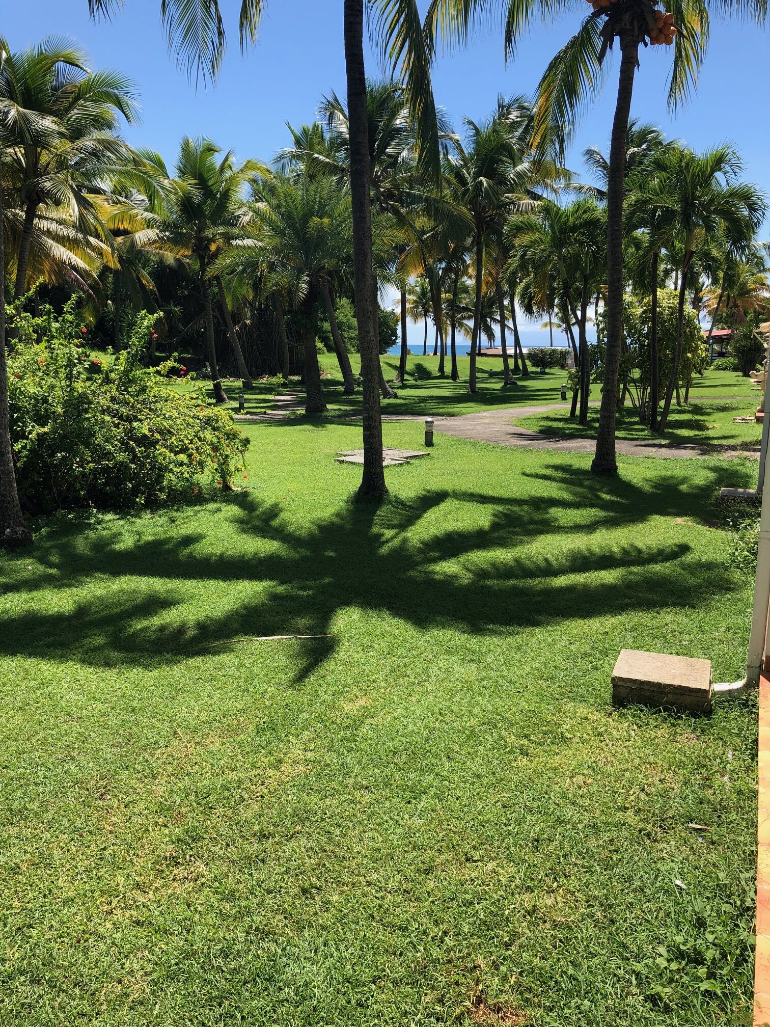 Un área verde bien cuidada con palmeras y vista despejada al océano.