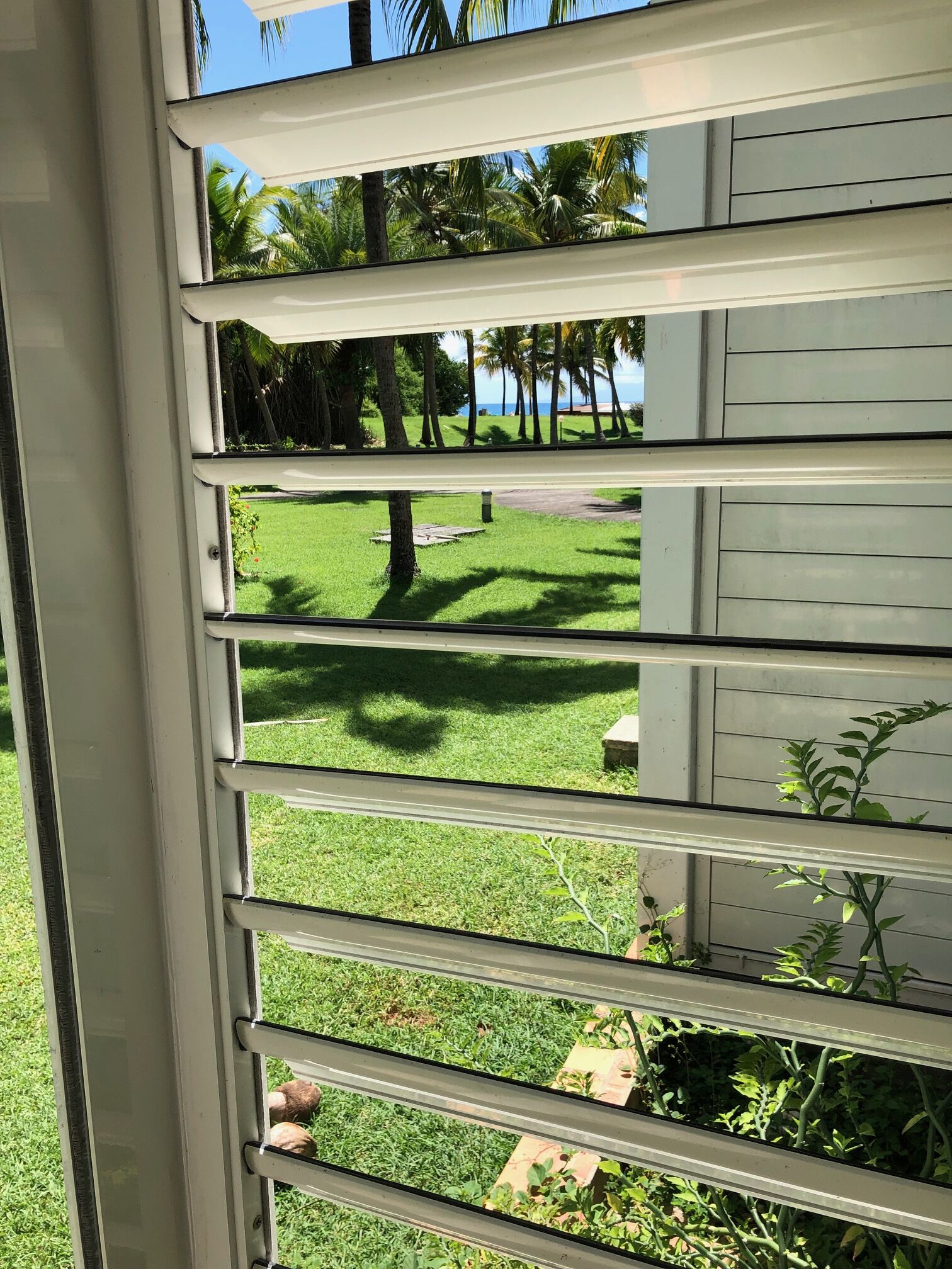 A view through a window with horizontal blinds, revealing a grassy outdoor area with palm trees and a clear sky.