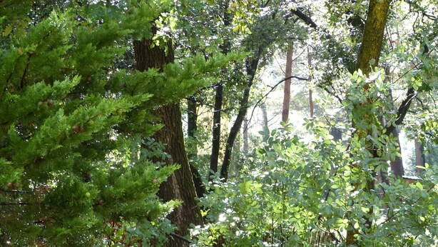 A dense forest with tall trees and a ground covered in leaves and pine cones. - Your house in pines and green oaks (Uchaux massif). (Mornas)