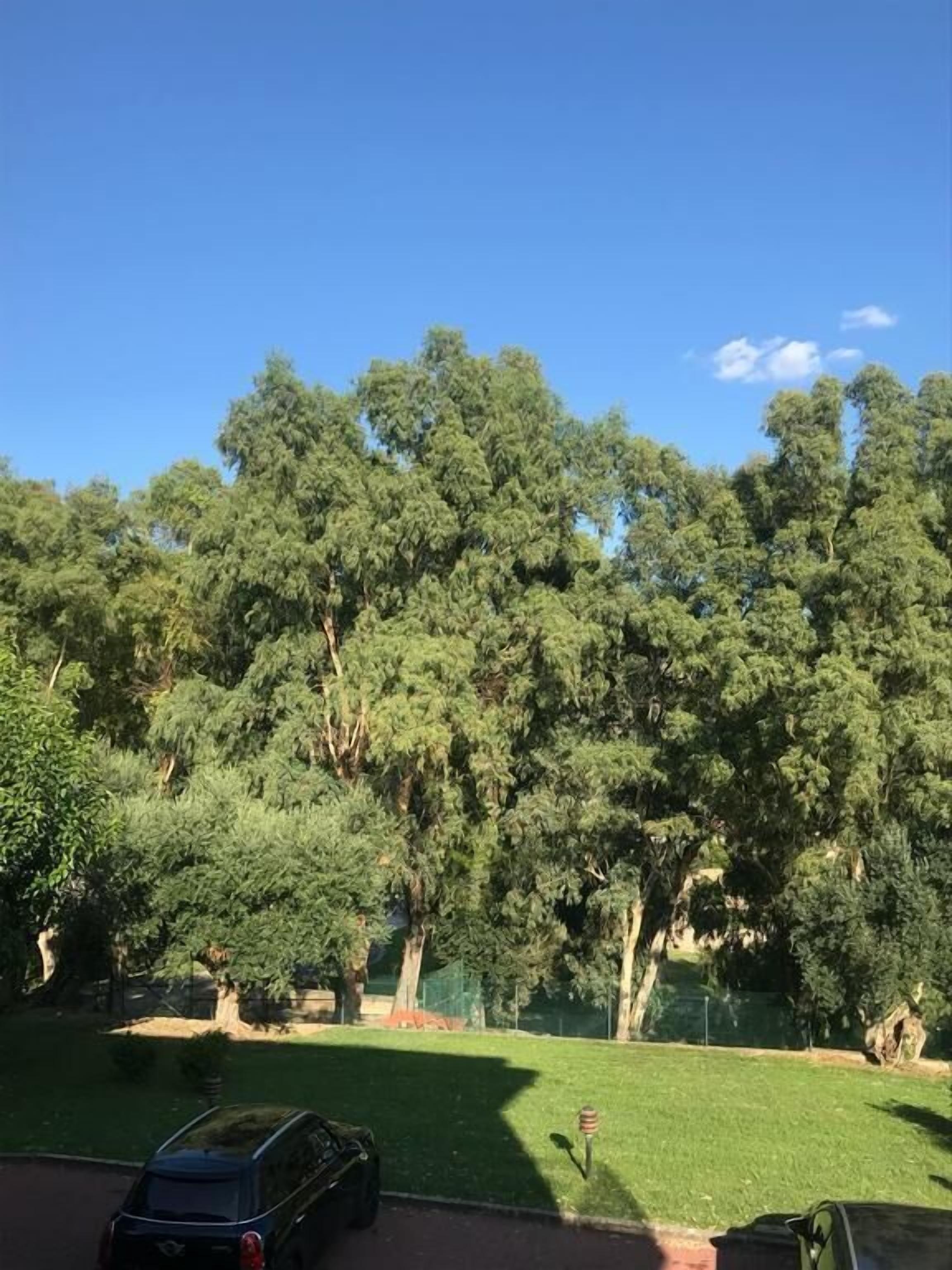A park with a car parked on the side of a road, surrounded by trees and grass.