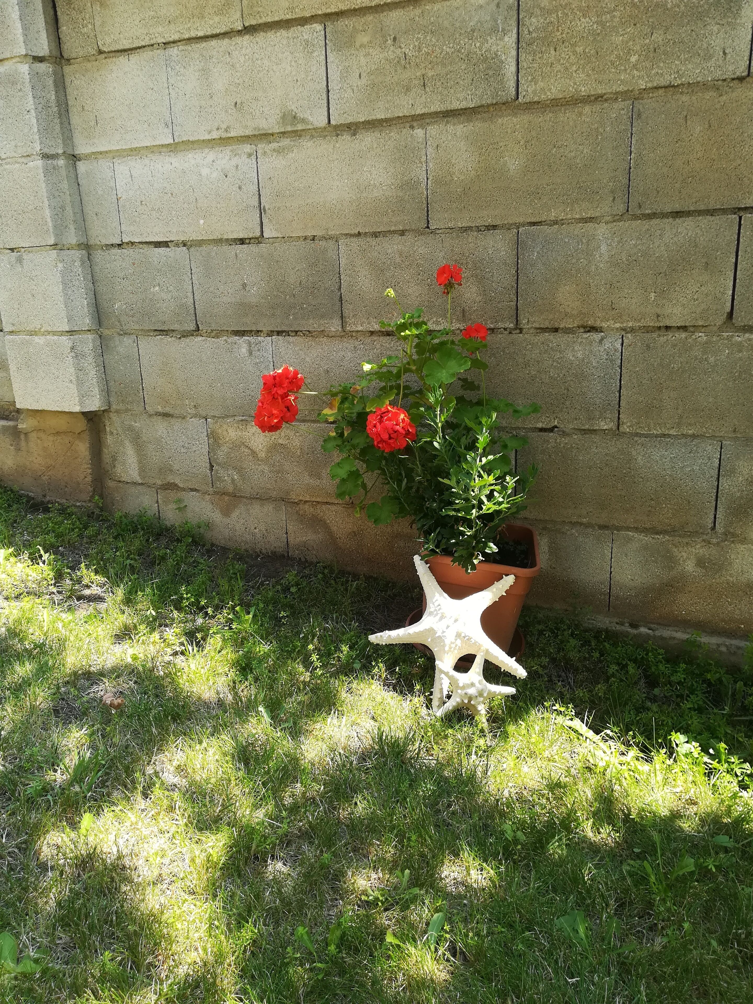 Ein Blumentopf mit roten Blüten vor einer Betonwand.