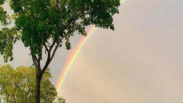A tree with a rainbow in the background.