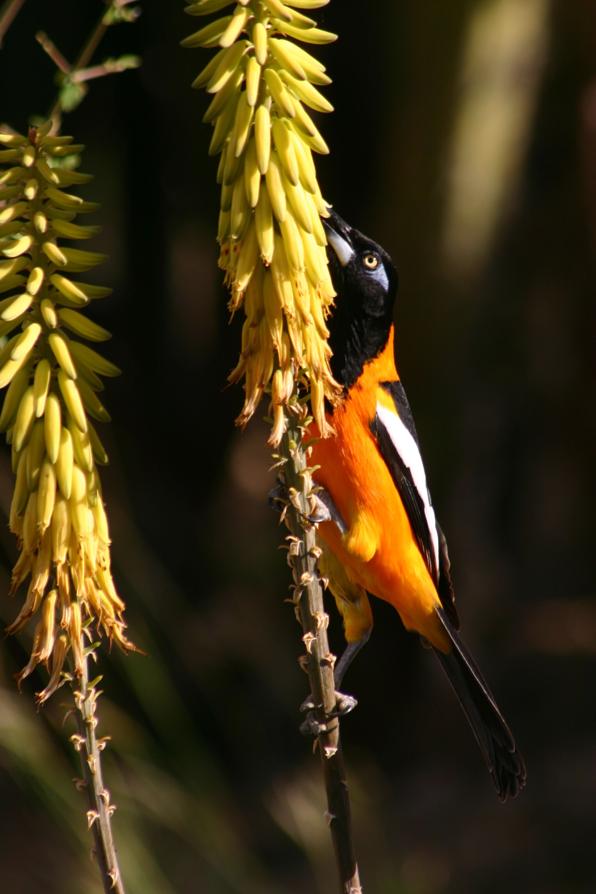 Een vogel zit op een plant met gele bloemen.