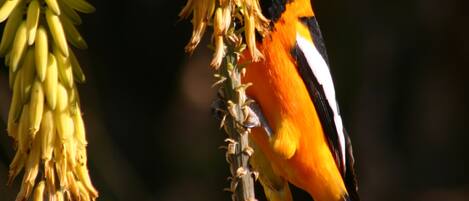 Een vogel zit op een plant met gele bloemen.