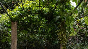 Eine Terrasse im Freien mit einem für das Frühstück gedeckten Tisch, darunter Croissants und Orangensaft, umgeben von üppiger Vegetation und einem Metallzaun.