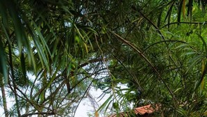 A wooden deck with a railing, surrounded by lush greenery and a small wooden structure. - Hotel Nature Lodge Finca los Caballos (Cóbano)