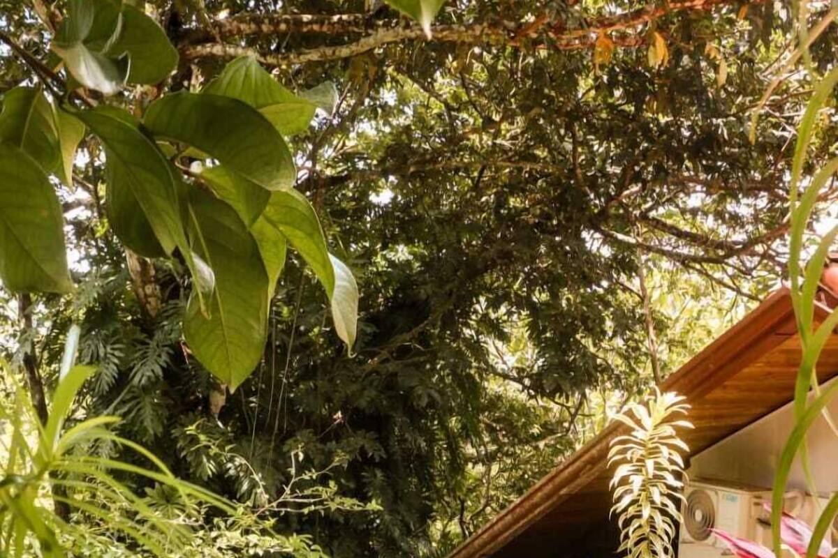 Un camino de piedra serpentea por un exuberante jardín con diversas plantas y una estructura de madera al fondo.