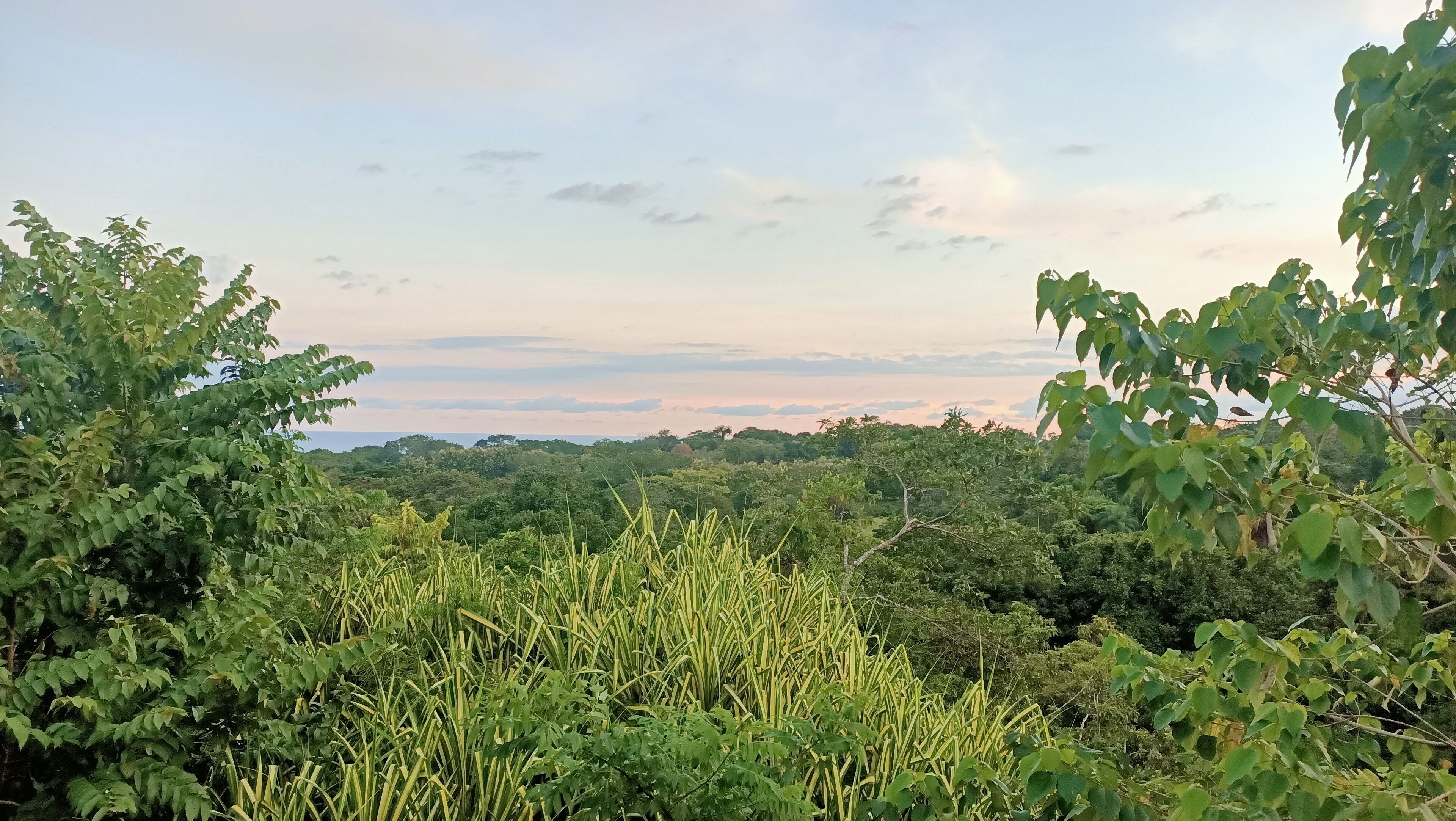 A lush landscape with dense vegetation and a clear sky.