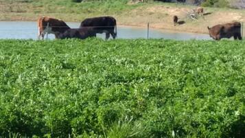 A field with cattle grazing near a body of water, surrounded by greenery and trees.