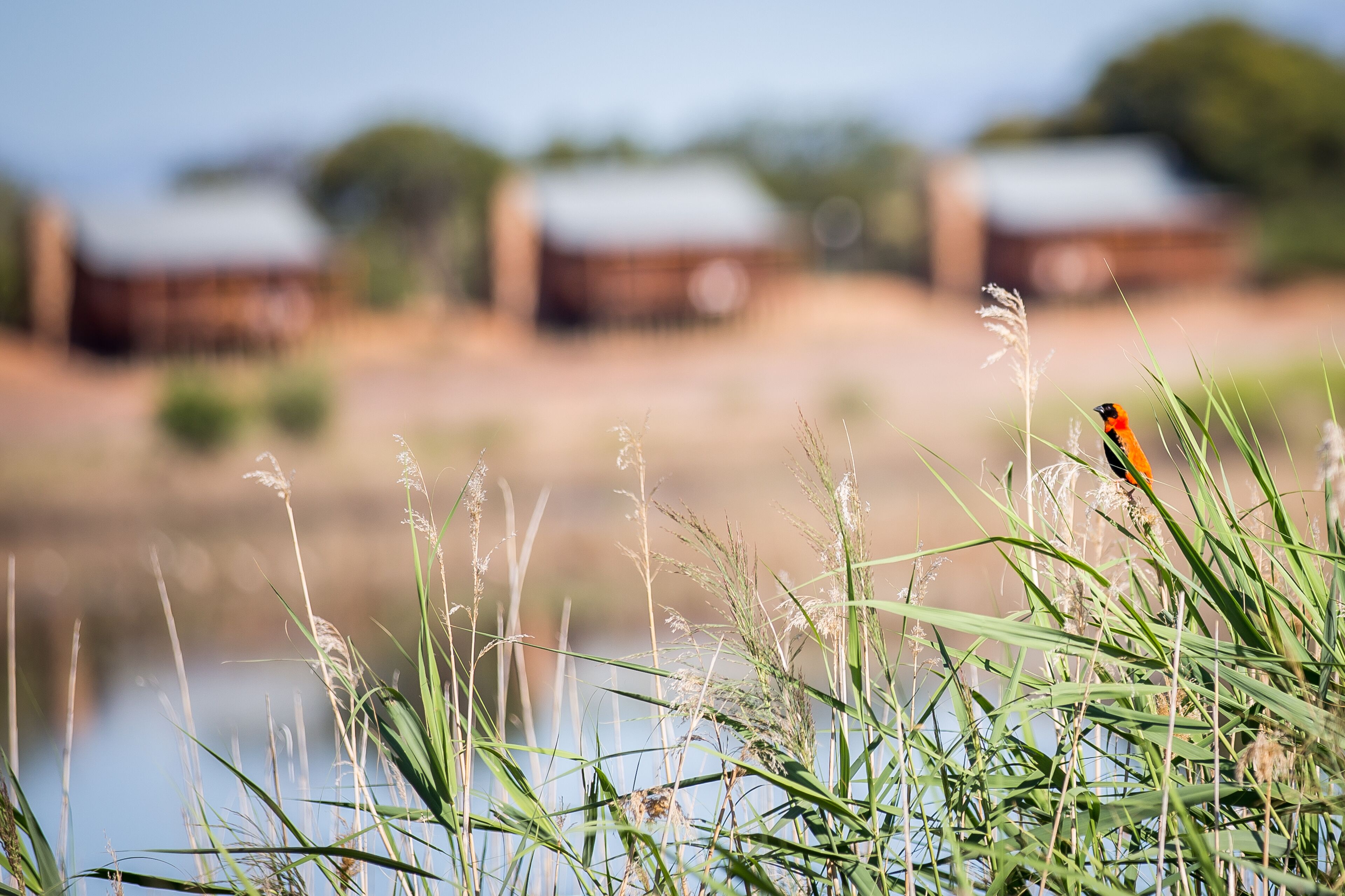 A bird perched on grass near a body of water with blurred buildings in the background.