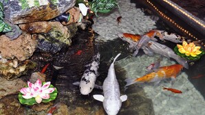 A koi pond with rocks and water lilies. - Hotel Europäischer Hof (Elsterwerda)
